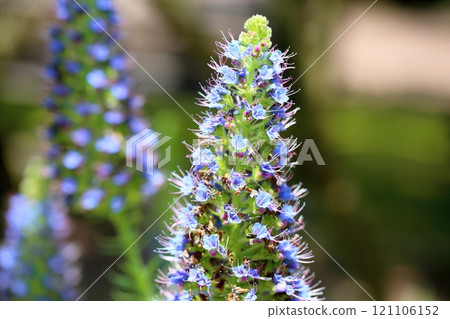 Echiumocanicans flowers 121106152