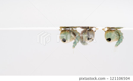 Macro of mosquito pupa of the Dengue vector mosquito on a white background. 121106504