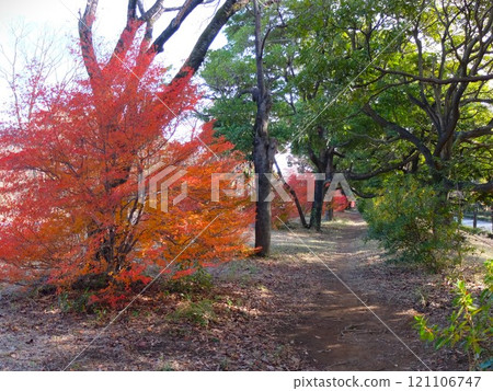 Wako林地公園在秋天 121106747