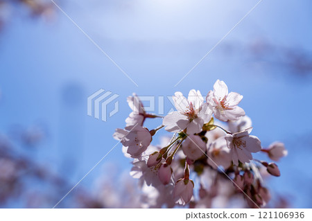 Sakura in full bloom that shines in the blue sky of spring Sakura in full bloom that shines in the blue sky of spring 121106936