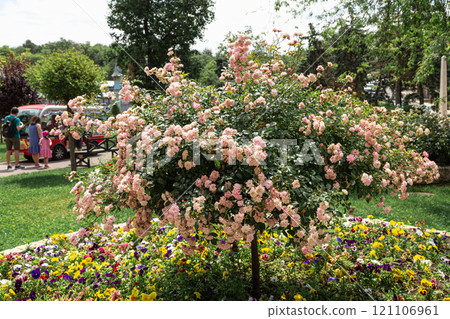 Pink standard rose tree surrounded by flowers on a public park path. Standard rose Pink standard rose tree surrounded by flowers on a public park path. Standard rose 121106961