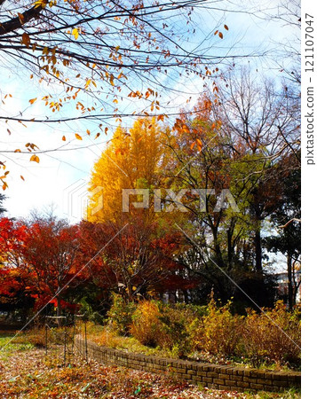 大泉中央公園在秋天 121107047