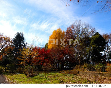 大泉中央公園在秋天 大泉中央公園在秋天 121107048