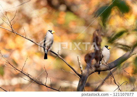 A bulbul perched on a tree 121107077