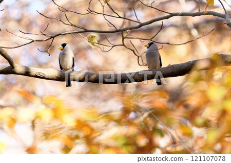 A bulbul perched on a tree A bulbul perched on a tree 121107078