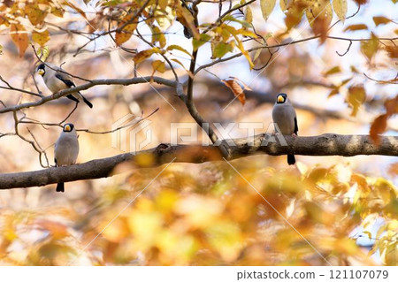 A bulbul perched on a tree A bulbul perched on a tree 121107079
