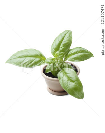 Basil (Ocimum basilicum) Aromatic herb with green, soft leaves, commonly used in cooking and for medicinal purposes. Basil is often 121107471