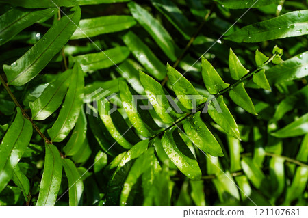 Lush green leaves highlight diverse textures in a tropical forest. 121107681