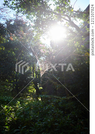 清晨的陽光照在森林裡,蜘蛛網閃閃發光 清晨的陽光照在森林裡,蜘蛛網閃閃發光 121107824