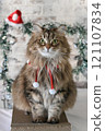 Christmas cat 121107834