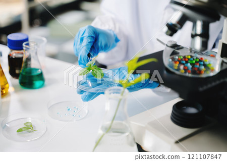 Biologist taking experiment with plants working in biochemistry laboratory. Biologist taking experiment with plants working in biochemistry laboratory. 121107847
