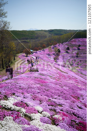 A stroll through the colorful moss phlox hills 121107905