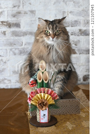New Year's cat image New Year's cat image 121107945