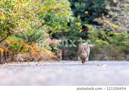 Rabbit of Okunojima 121108454
