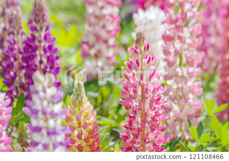 栃木縣鹿沼市 鹿沼市花城中心羽扇豆田 栃木縣鹿沼市 鹿沼市花城中心羽扇豆田 121108466