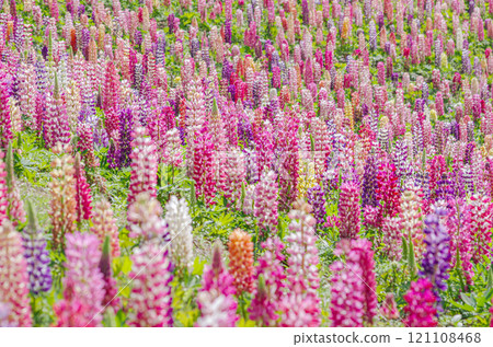 Lupine field at Kanuma City Flower Center, Kanuma City, Tochigi Prefecture 121108468