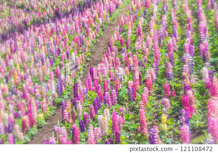 Lupine field at Kanuma City Flower Center, Kanuma City, Tochigi Prefecture 121108472