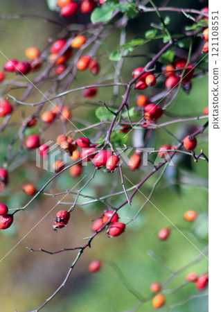 Rosehip red berries on a branch. Plant bush fruits 121108551