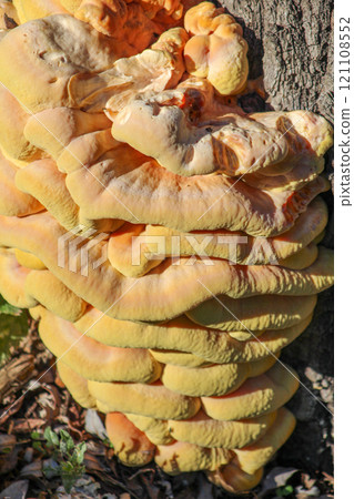 Yellow mushroom on a tree. Polypore fungus. 121108552