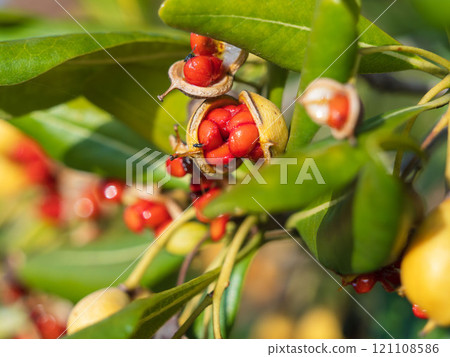 冬天的早晨,小蒼蠅落在托貝拉03的黃色果實和紅色種子上 冬天的早晨,小蒼蠅落在托貝拉03的黃色果實和紅色種子上 121108586