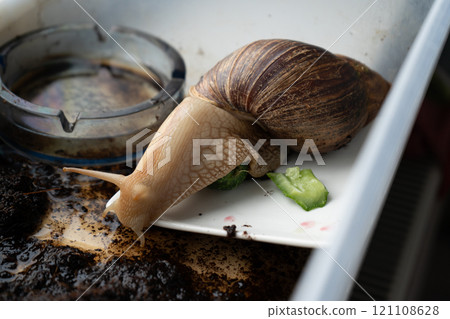 Big snail achatina pet. Animal at home 121108628