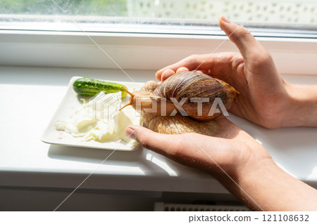 Big snail achatina pet. Animal at home 121108632