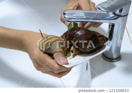 Big snail achatina pet. Animal at home Big snail achatina pet. Animal at home 121108633