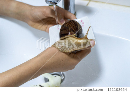 Big snail achatina pet. Animal at home 121108634