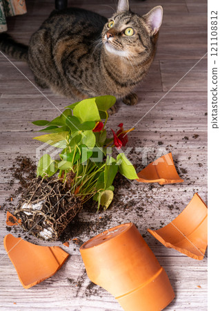 The cat broke a terracotta flower pot. Anthurium flower. 121108812
