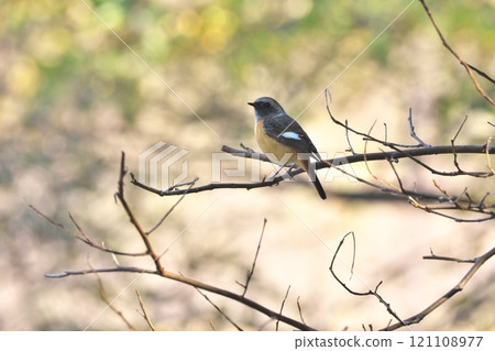 A wild bird perched on a dead branch in late autumn: a male Daurian redstart A wild bird perched on a dead branch in late autumn: a male Daurian redstart 121108977