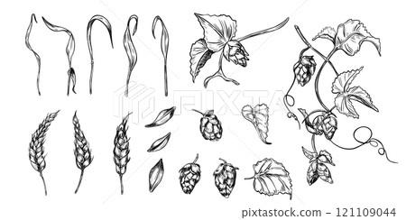 Wheat ear, hop cones on vine black white graphic vector illustration isolated. Set of brewing ingredients: spikelet of rye, humulus plant hand drawn by engraving for beer label, packaging, branding. 121109044