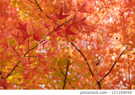 奈良縣生駒市鹿之台中央公園秋葉32 奈良縣生駒市鹿之台中央公園秋葉32 121109056