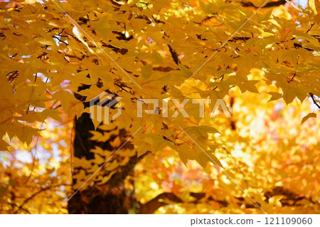 奈良縣生駒市鹿野台中央公園台灣秋葉Fuu 27 奈良縣生駒市鹿野台中央公園台灣秋葉Fuu 27 121109060