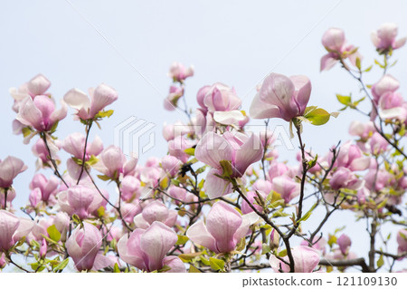 Pink magnolia flowers. Flower bud on a tree branch in the garden. Pink magnolia flowers. Flower bud on a tree branch in the garden. 121109130