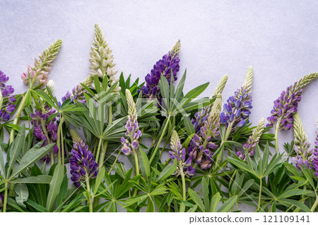 Lupine flowers. Purple and pink bud. Lupine flowers. Purple and pink bud. 121109141