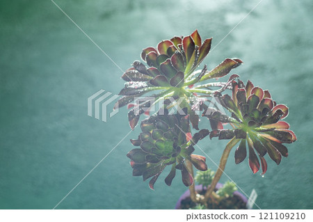 Flower Aeonium Schwarzkopf succulent. Leaves plant. Flower Aeonium Schwarzkopf succulent. Leaves plant. 121109210