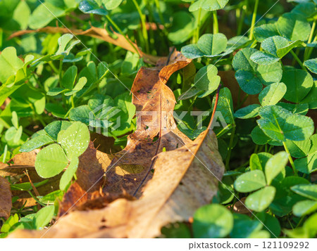 冬天的早晨三葉草和枯葉升起 02 冬天的早晨三葉草和枯葉升起 02 121109292