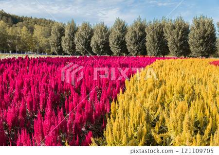 [Celosia flower fields at Farm Tomita in Nakafurano Town] 121109705