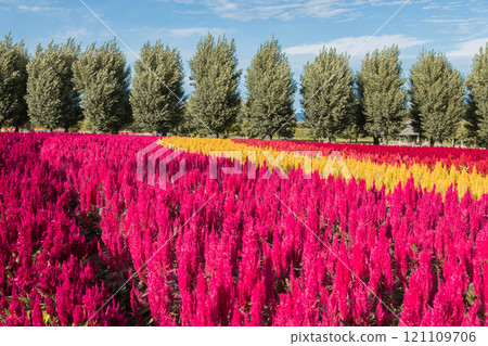 [中富良野町、富田農場的雞冠花花園] 121109706