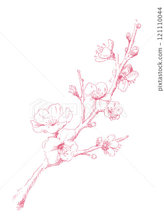 Plum blossom line drawing Winter plum illustration Decorative material for design Pink line drawing 121110044