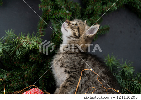 Christmas cat. Little funny kitten Christmas cat. Little funny kitten 121110203