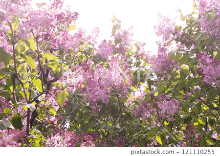 Lilac flowers blooming. Lilac flowers blooming. 121110255