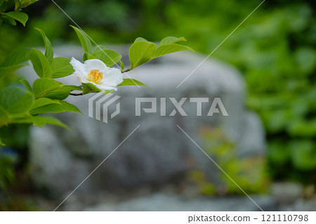 夏椿 夏椿 121110798