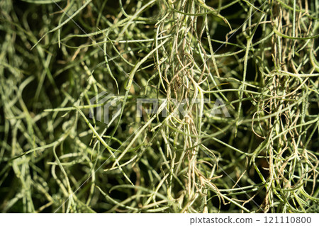 air plant tropical leaves leaves summer summer air plant エアープランツ air plant tropical leaves leaves summer summer air plant エアープランツ 121110800