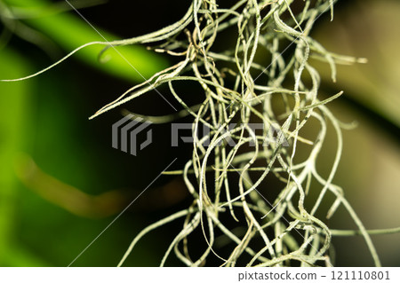 air plant tropical leaves leaves summer summer air plant エアープランツ 121110801