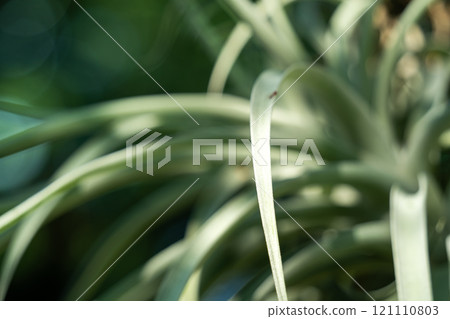 air plant tropical leaves leaves summer summer air plant エアープランツ air plant tropical leaves leaves summer summer air plant エアープランツ 121110803