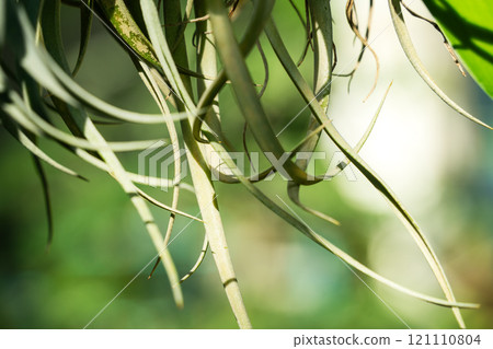 空氣鳳梨 空中植物 熱帶 樹葉 葉子 夏天 夏季 air plant エアープランツ 空氣鳳梨 空中植物 熱帶 樹葉 葉子 夏天 夏季 air plant エアープランツ 121110804