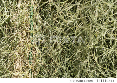 空氣鳳梨 空中植物 熱帶 樹葉 葉子 夏天 夏季 air plant エアープランツ 121110853