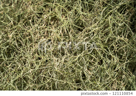 air plant tropical leaves leaves summer summer air plant エアープランツ air plant tropical leaves leaves summer summer air plant エアープランツ 121110854