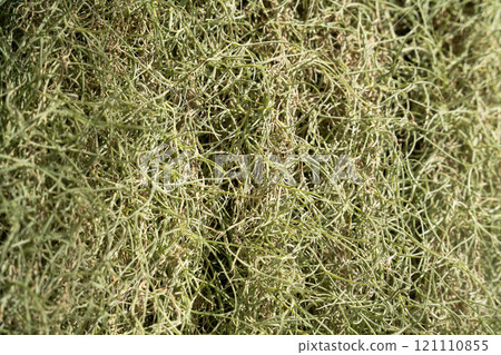 空氣鳳梨 空中植物 熱帶 樹葉 葉子 夏天 夏季 air plant エアープランツ 空氣鳳梨 空中植物 熱帶 樹葉 葉子 夏天 夏季 air plant エアープランツ 121110855